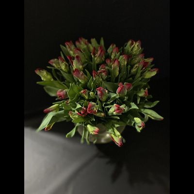 Тюльпаны  51 шт