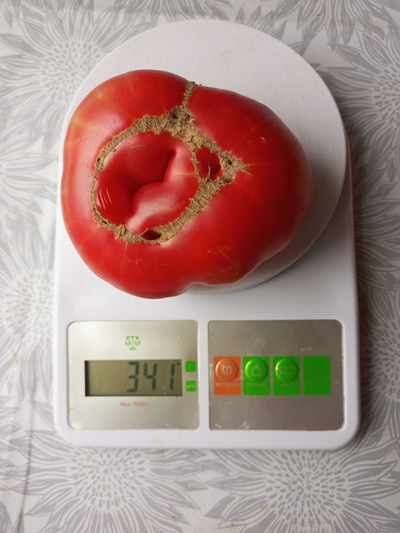 Томат София Бордо (Sofia Bordo)