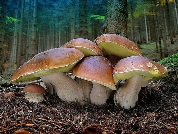 Білі гриби ростуть великими сім'ями 