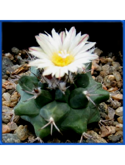 Turbinicarpus swobodae L 1499