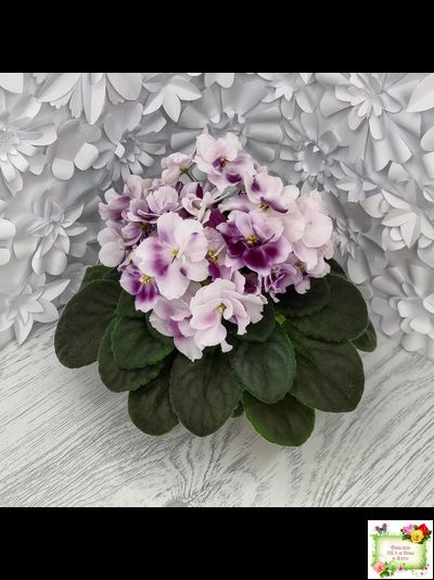 Mac's Southern Springtime (G.McDonald) (лист посажен 29.01.26)