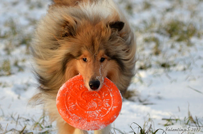 Тарелка летающая большая Doglike (оранжевый)