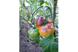 Желто-синий большой, 21 июля