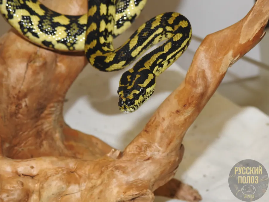 Ковровый питон Чейни, Morelia spilota cheynei