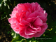 Пион Rose heart (Роуз Херт)