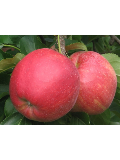 Рубин (яблоня)