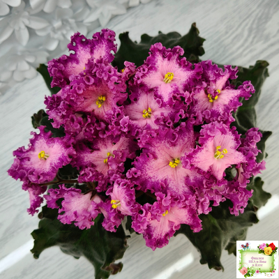 Nik-Любовный Напиток (Н. Булко) 2023 г.