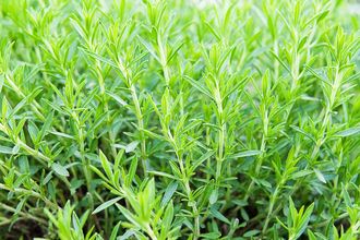 Эстрагон, Тархун (Artemisia dracunculus) Франция, 5 мл - 100% натуральное эфирное масло