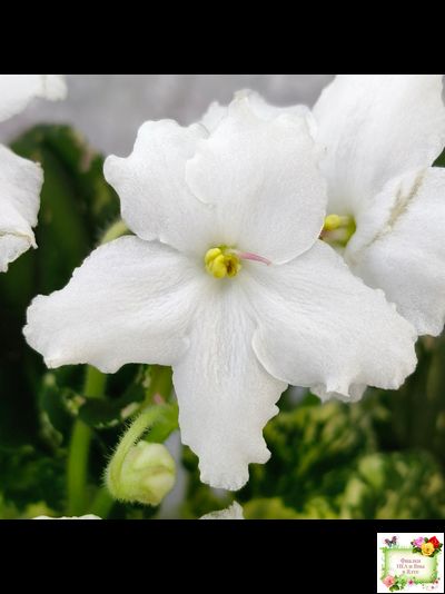 LV-Девятый Вал (Л. Шевелева) 2024 г. трейлер (пестролистный клакамас)