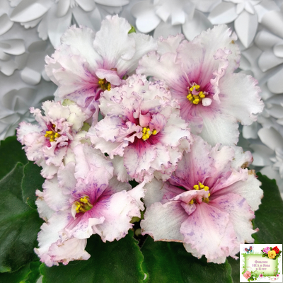 РМ-Ягодный Мармелад (Н.Скорнякова) 2019 г.