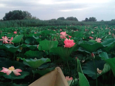 2025г. Астрахань, Волга, Баскунчак "Край цветущего лотоса"