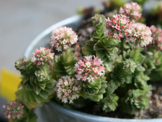 Крассула Эстагнол - Crassula Estagnol, Толстянка Эстагнол