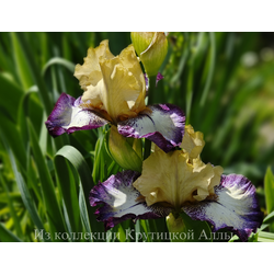 Ирис Margin Call