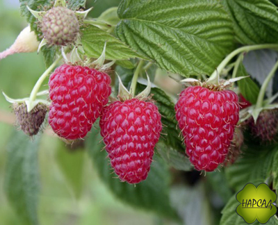 МАЛИНА "САМОРОДОК" (ремонтантная, САМАЯ КРУПНАЯ) саженец 1 год