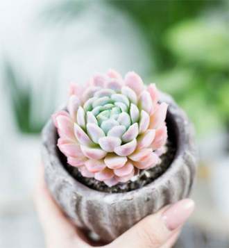 Эхеверия Зоннестраал Розовая - Echeveria Zonnestraal Pink