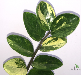 Замиокулькас вариегатный / Z. Short leaf variegated