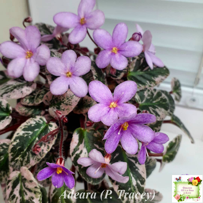 Adeara (P. Tracey) (3975) 06/02/1980 трейлер