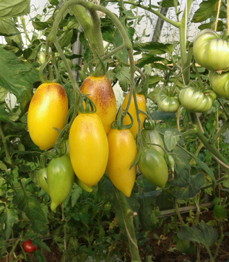 Семена томата Бананово - Лимонный Сингапур