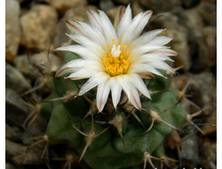 Turbinicarpus swobodae L 1499 - 5 семян