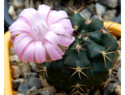 Gymnocalycium bruchii v. niveum VG 536