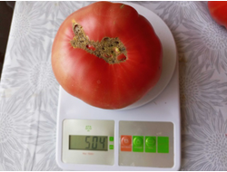 Томат София Бордо (Sofia Bordo)