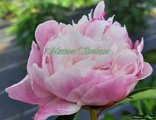 Paeonia Menuet