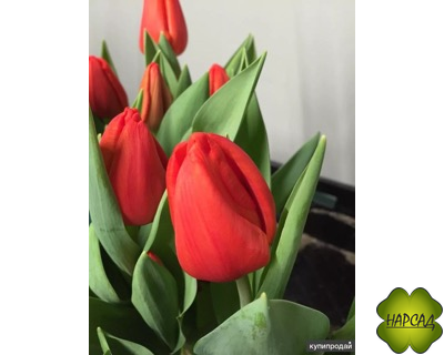 ТЮЛЬПАН триумф "ГОЛЛАНДИЯ" (1шт)