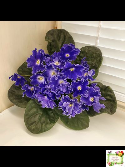 DS-Сияющий Колокольчик (Dimetris) 2014 г. (лист посажен 27.10.25)