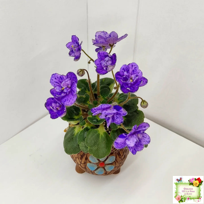 Milady (C.Russell) 01/21/1981 (гёрл-лист)