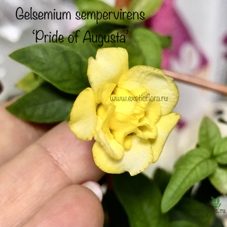 Гельземиум махровый / Gelsemium sempervirens ‘Pride of Augusta’