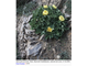 Paeonia daurica subsp. wendelboi
