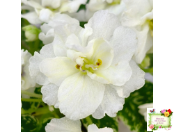 Adirondack Moon (S. Sorano) (09/11/1996)