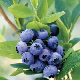 Голубика Голдтраубе С2-С3, 40-60