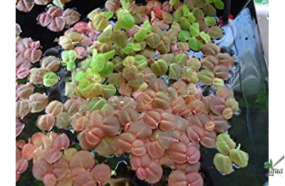 Филлантус плавающий (phyllanthus fluitans)