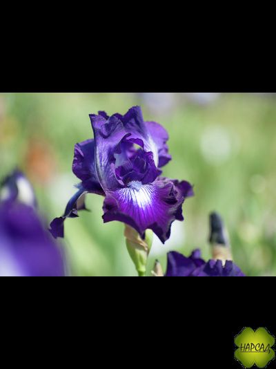 ИРИС БОРОДАТЫЙ "ВИННЕР СЕКЛ" (80 см)