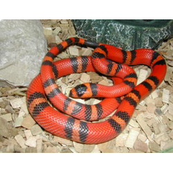 Гондурасская молочная змея -гипомеланист (Lampropeltis triangulum hondurensis Hypo)