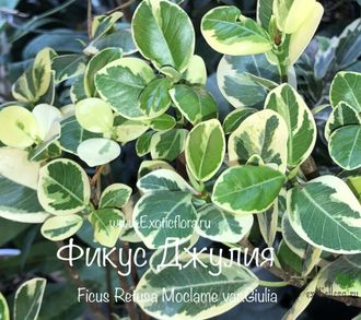 Фикус Джулия / Моклэйм вариегатный / ficus Giulia