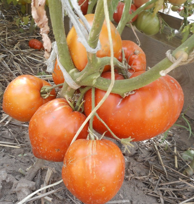 Томат Минусинский гигант