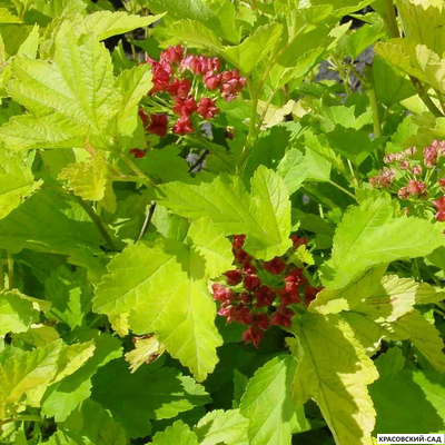 Пузыреплодник калинолистный Наггет - Nugget