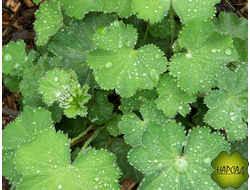 МАНЖЕТКА МЯГКАЯ  (подходит для полутени)