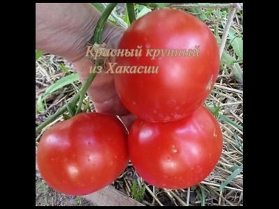 Томат Красный крупный из Хакасии
