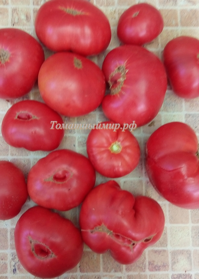 Томат Дикая роза