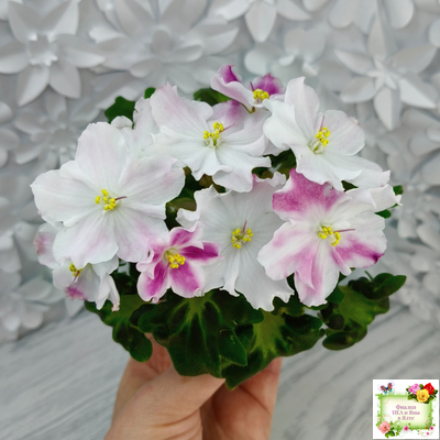 АВ-Птица Певчая (Фиалковод) 2022 г. (лист посажен 29.01.26)