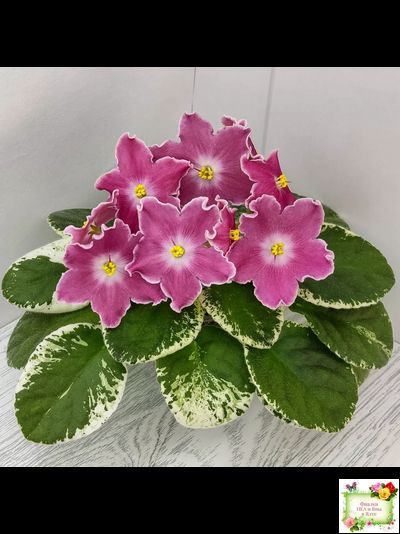 НД-Наталка-Полтавка (Н. Данилова-Суворова) 2018 г.