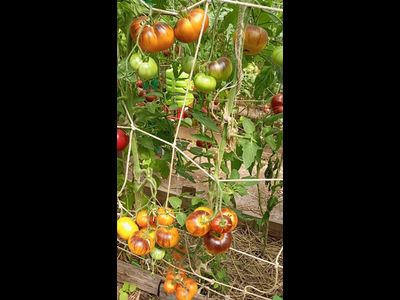 Томат Золотое яблоко