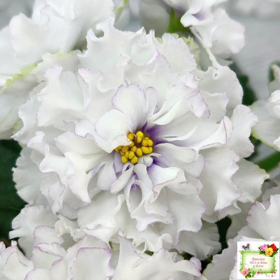 РМ-Прекрасный Жемчуг (Н. Скорнякова) 2022 г.