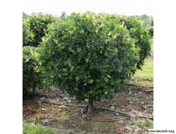 Топиар Боярышник кроваво-красный в форме шара