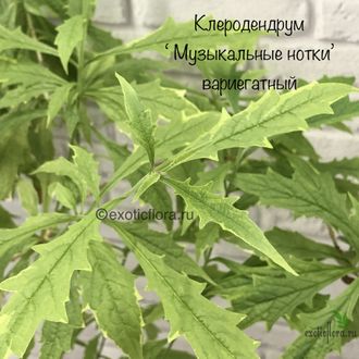 Клеродендрум Музыкальные нотки вариегатный / Clerodendrim Incisum variegata