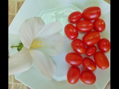 Томат Суинг Тинг Грейп (Swing Ting Grape)