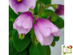 SimSim Tiny Bells (Alex Mayer) (детка)